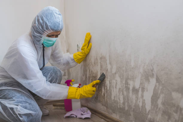 Best Home Mold Removal  in Bridgeport, NY