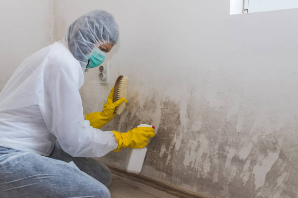 Best Fast Mold Removal  in Bridgeport, NY