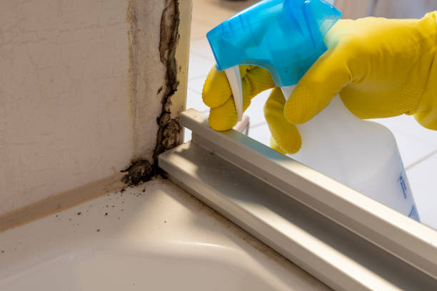 Trusted Bridgeport, NY Mold Removal Experts