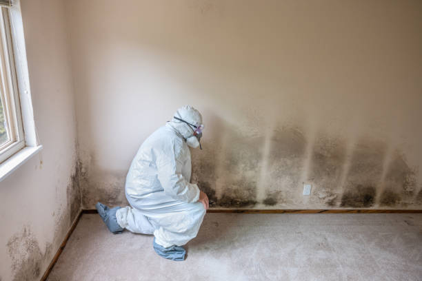 Professional Mold Removal in Bridgeport, NY