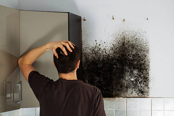 Best Office Mold Removal Services  in Bridgeport, NY