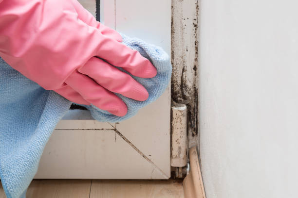 Home Mold Removal in Bridgeport, NY